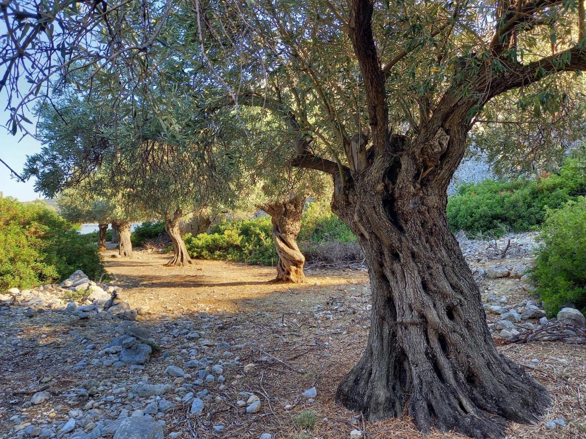 Chelidonia Villa Steni Vala Alonissos Exteriör bild